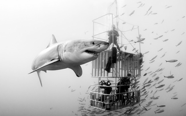 Обои картинки фото животные, акулы, акула, море, аквалангисты