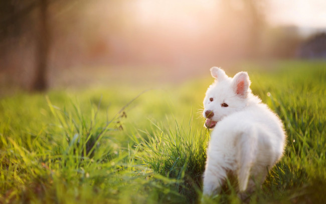 Обои картинки фото животные, собаки, щенок, собака, белая, трава, лето