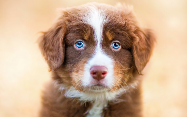 Обои картинки фото животные, собаки, собака, взгляд, щенок, голубые, глаза