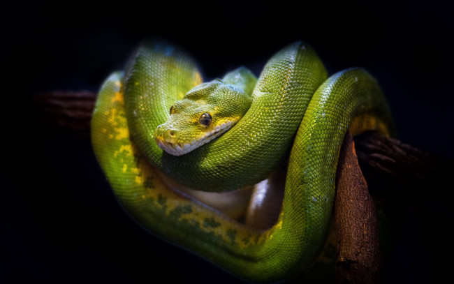 Обои картинки фото животные, змеи,  питоны,  кобры, green, tree, snake, природа, фон