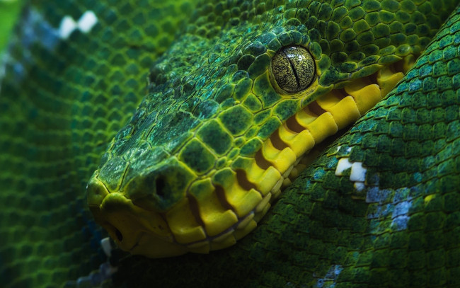 Обои картинки фото животные, змеи,  питоны,  кобры, зелёный, древесный, удав, змея