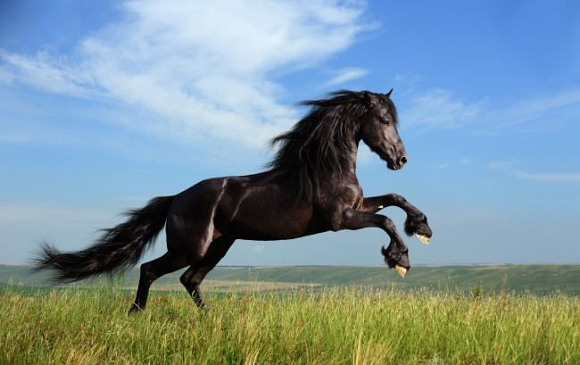 Обои картинки фото животные, лошади, конь, вороной, фриз, дыбы, трава, луг, небо, облака