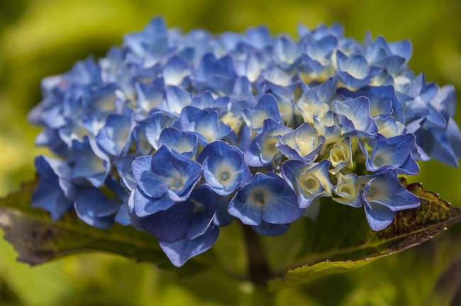 Обои картинки фото цветы, гортензия, голубая, макро