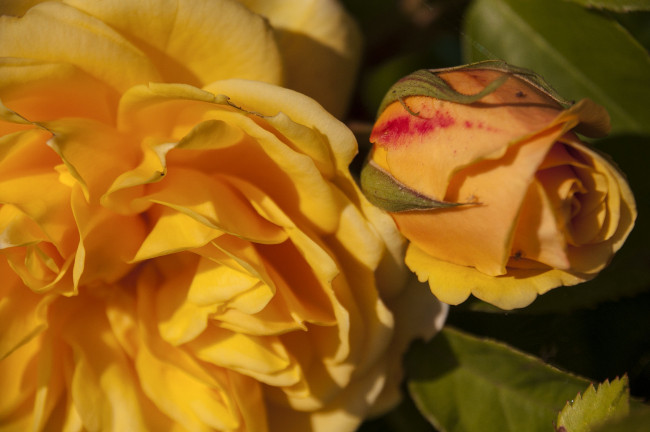 Обои картинки фото цветы, розы, роза, бутон, жёлтая