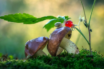 Картинка животные улитки макро грибы мох улитка природа