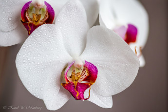 Картинка цветы орхидеи orchid petals цветение bloom bright лепестки яркая орхидея