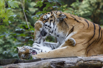 Картинка животные тигры мох тигрёнок котёнок камень взгляд кошка амурский тигр
