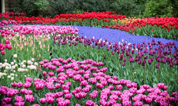 Картинка цветы тюльпаны разноцветные