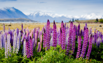 Картинка цветы люпин фиолетовые долина горы