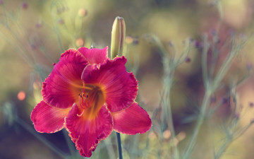 Картинка цветы лилии +лилейники макро цветок лилейник
