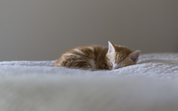 Картинка животные коты сон покрывало