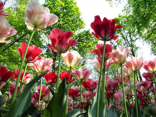 Обои картинки фото цветы, тюльпаны, деревья