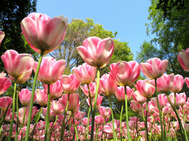 Обои картинки фото цветы, тюльпаны, деревья, розовый, цвет