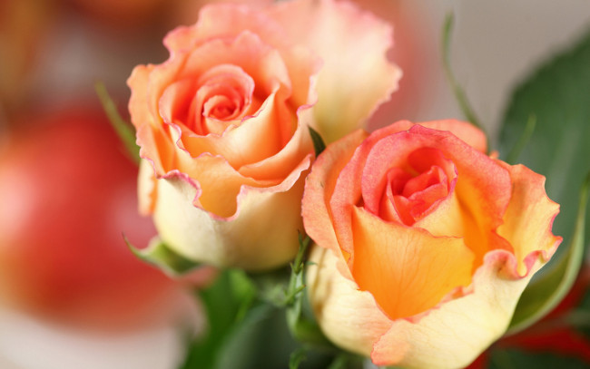 Обои картинки фото цветы, розы, лепестки, оранжевые