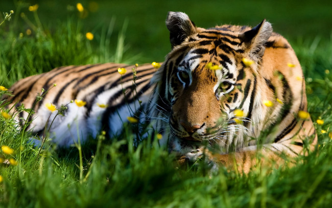 Обои картинки фото животные, тигры, трава, цветы