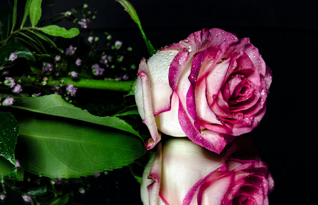 Обои картинки фото цветы, розы, лепестки, розовая, бутон, роза, цветение
