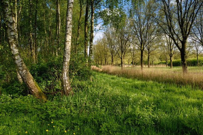Обои картинки фото природа, лес, трава