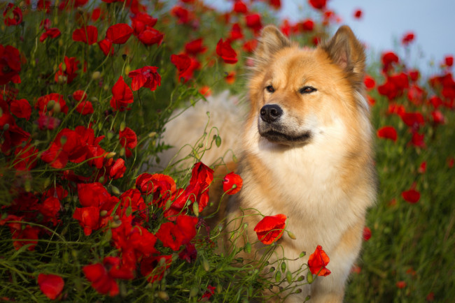 Обои картинки фото животные, собаки, лето, ойразиер, birgit, chytracek, пёс, природа, цветы, собака, животное, евразиер, маки
