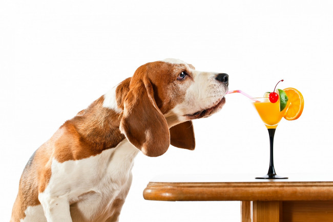 Обои картинки фото животные, собаки, стол, белый, фон, апельсин, вишня, коктейль