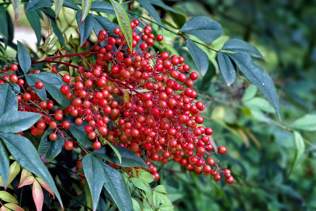 Обои картинки фото nandina domestica, природа, ягоды, nandina, domestica