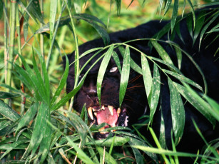 Картинка concealed warning black leopard животные пантеры