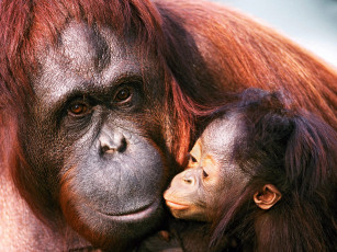 Картинка female sumatran orangutan and baby животные обезьяны