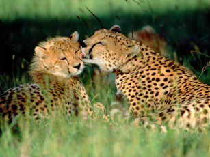 обоя grooming, cheetahs, kenya, животные, гепарды