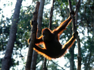Картинка hang time bornean orangutan животные обезьяны
