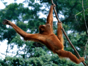 Картинка just hanging out sumatran orangutan животные обезьяны