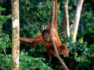 Картинка king of the jungle sumatran животные обезьяны