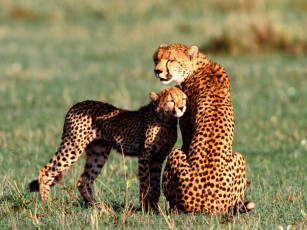 обоя nuzzling, cheetahs, животные, гепарды