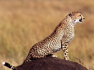 обоя posture, cheetah, животные, гепарды