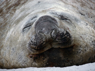 Картинка southern elephant seal falklands животные морские коровы слоны