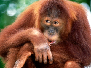 Картинка sumatran orangutan животные обезьяны