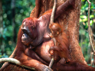 Картинка training borneo orangutans животные обезьяны