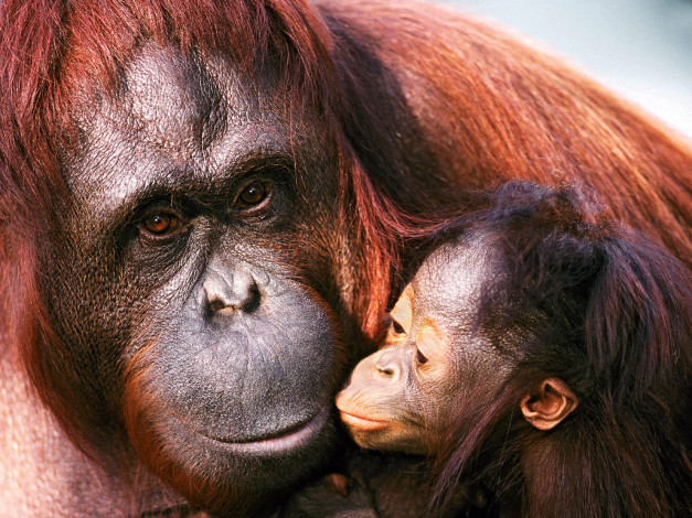 Обои картинки фото female, sumatran, orangutan, and, baby, животные, обезьяны