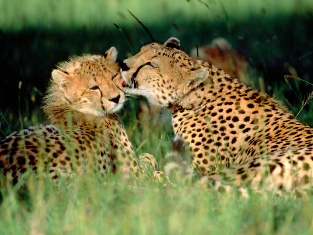 Обои картинки фото grooming, cheetahs, kenya, животные, гепарды