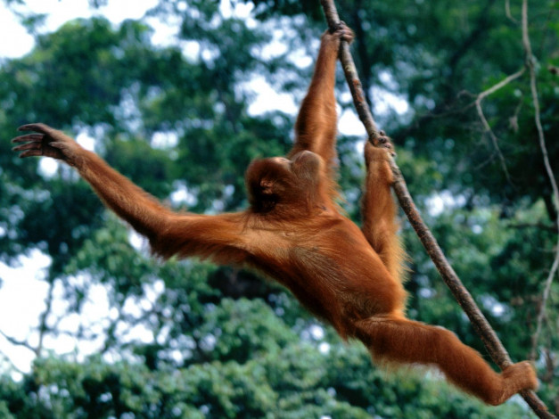 Обои картинки фото just, hanging, out, sumatran, orangutan, животные, обезьяны