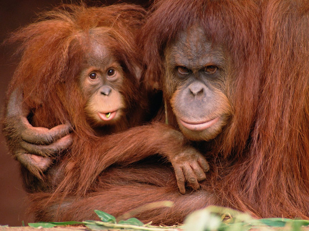 Обои картинки фото very, protective, orangutans, животные, обезьяны