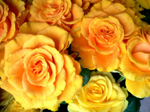 Картинка цветы розы желтый много