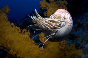 Картинка наутилус помпилиус животные морская фауна раковина море