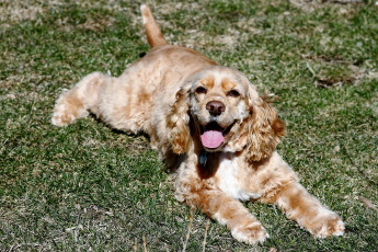 Картинка животные собаки на траве разлёгся кокер-спаниель