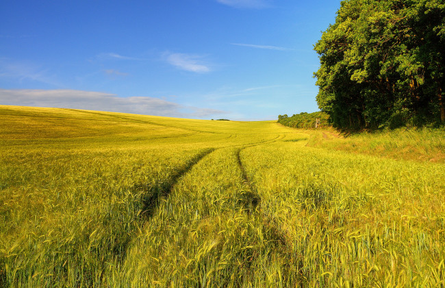 Обои картинки фото природа, поля, деревья, небо, пшеница