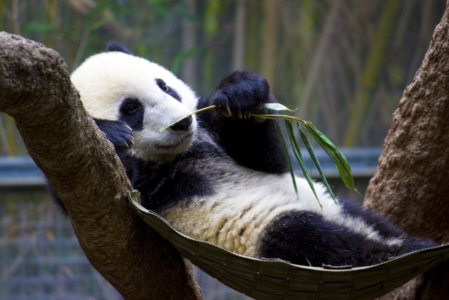 Обои картинки фото животные, панды, отдых, пятнистый