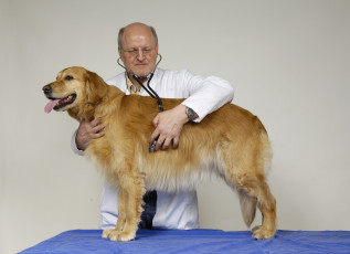 Картинка разное медицина ветеринар собака