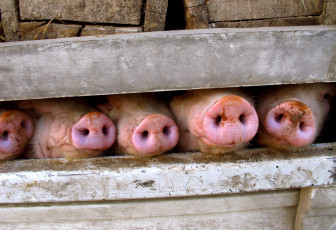 Картинка животные свиньи кабаны хлев пятачки