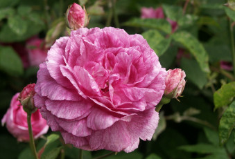 Картинка цветы розы розовый бутоны пышный