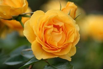 Картинка цветы розы лепестки желтый