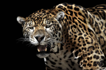 Картинка животные Ягуары кошка хищник