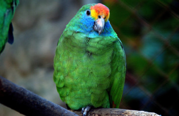 Картинка животные попугаи перья яркий